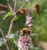 289106 – Photo : Catherine Reymonet-Smitten – France (19)